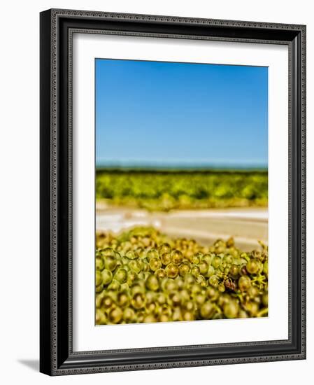 Washington State, Yakima Valley. Chardonnay Harvest in a Vineyard-Richard Duval-Framed Photographic Print