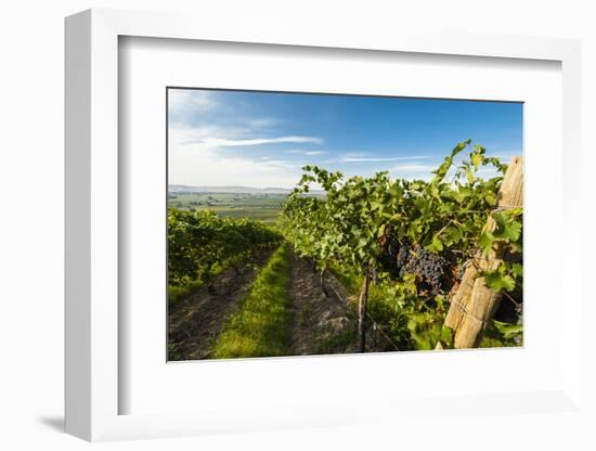 Washington State, Yakima Valley. Grenache Grapes-Richard Duval-Framed Photographic Print