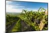 Washington State, Yakima Valley. Grenache Grapes-Richard Duval-Mounted Photographic Print