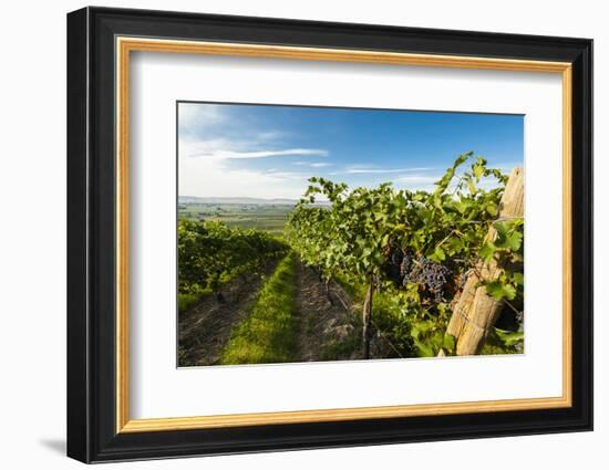 Washington State, Yakima Valley. Grenache Grapes-Richard Duval-Framed Photographic Print