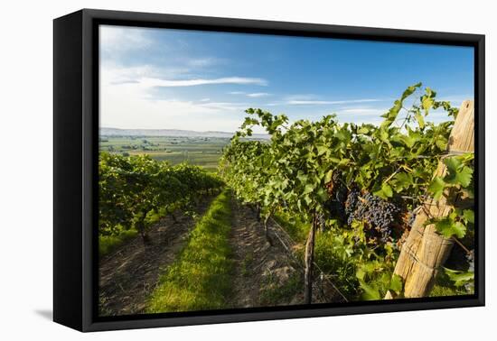 Washington State, Yakima Valley. Grenache Grapes-Richard Duval-Framed Premier Image Canvas