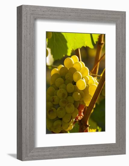 Washington State, Yakima Valley. Harvest in a Vineyard-Richard Duval-Framed Photographic Print