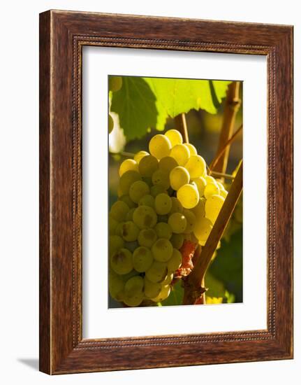 Washington State, Yakima Valley. Harvest in a Vineyard-Richard Duval-Framed Photographic Print