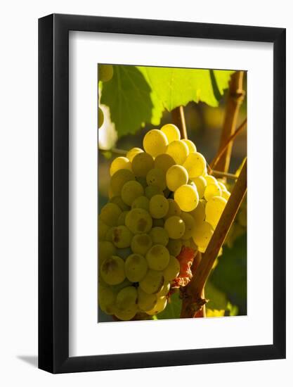 Washington State, Yakima Valley. Harvest in a Vineyard-Richard Duval-Framed Photographic Print