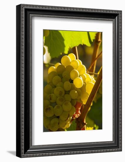 Washington State, Yakima Valley. Harvest in a Vineyard-Richard Duval-Framed Photographic Print