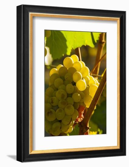 Washington State, Yakima Valley. Harvest in a Vineyard-Richard Duval-Framed Photographic Print