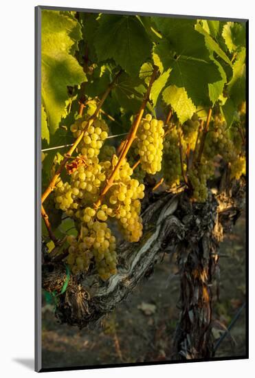 Washington State, Yakima Valley. Harvest in a Vineyard-Richard Duval-Mounted Photographic Print