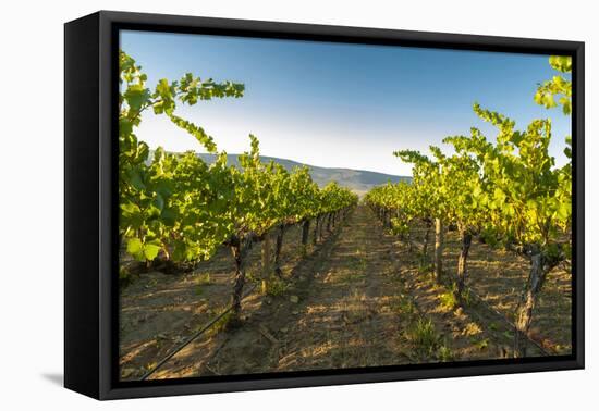 Washington State, Yakima Valley. Harvest in a Vineyard-Richard Duval-Framed Premier Image Canvas