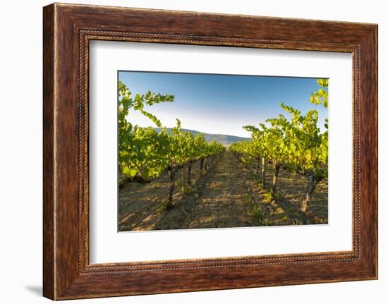 Washington State, Yakima Valley. Harvest in a Vineyard-Richard Duval-Framed Photographic Print