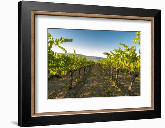 Washington State, Yakima Valley. Harvest in a Vineyard-Richard Duval-Framed Photographic Print