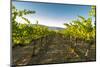 Washington State, Yakima Valley. Harvest in a Vineyard-Richard Duval-Mounted Photographic Print