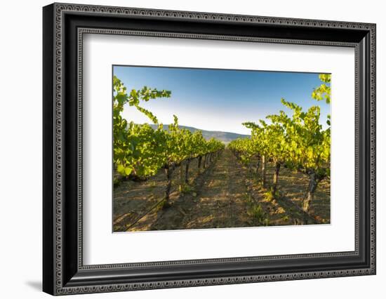 Washington State, Yakima Valley. Harvest in a Vineyard-Richard Duval-Framed Photographic Print