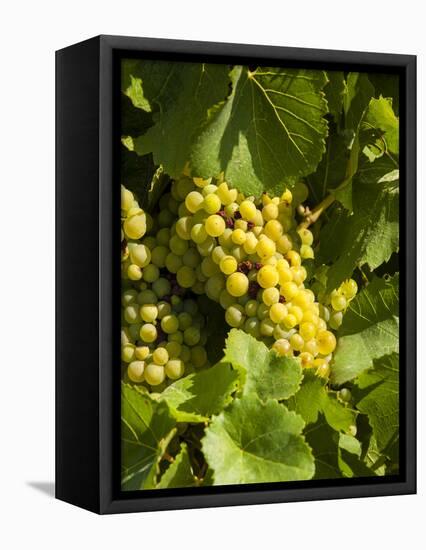 Washington State, Yakima Valley. Marsanne Grapes in a Vineyard-Richard Duval-Framed Premier Image Canvas