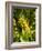 Washington State, Yakima Valley. Marsanne Grapes in a Vineyard-Richard Duval-Framed Photographic Print