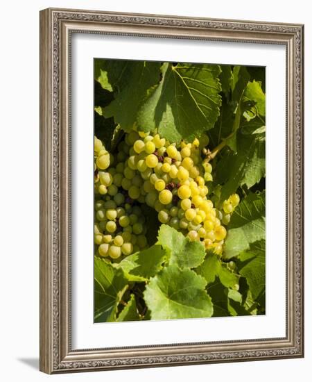 Washington State, Yakima Valley. Marsanne Grapes in a Vineyard-Richard Duval-Framed Photographic Print