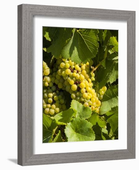 Washington State, Yakima Valley. Marsanne Grapes in a Vineyard-Richard Duval-Framed Photographic Print