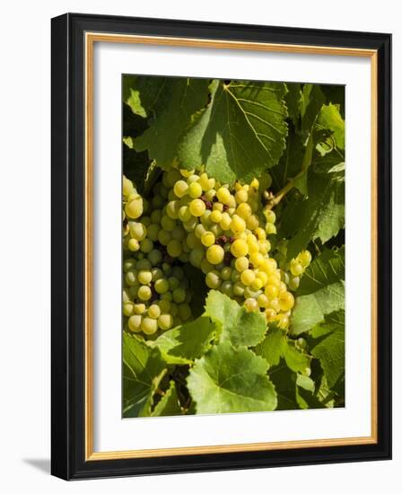 Washington State, Yakima Valley. Marsanne Grapes in a Vineyard-Richard Duval-Framed Photographic Print