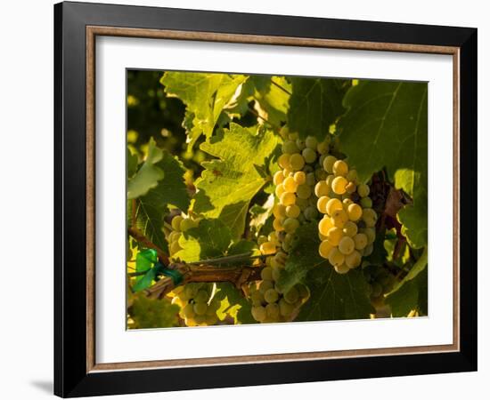 Washington State, Yakima Valley. Sauvignon Blanc Grapes-Richard Duval-Framed Photographic Print