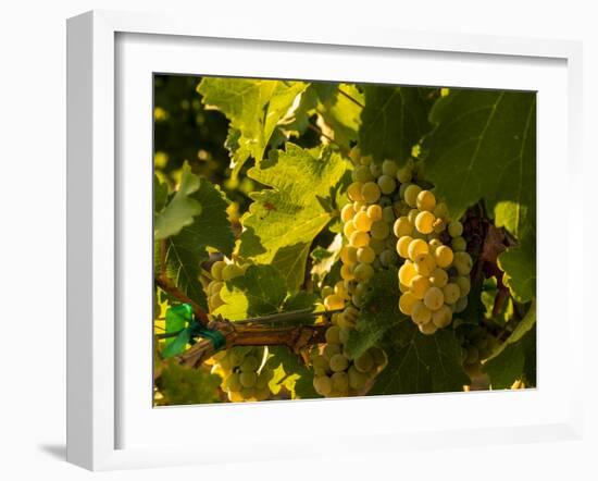 Washington State, Yakima Valley. Sauvignon Blanc Grapes-Richard Duval-Framed Photographic Print