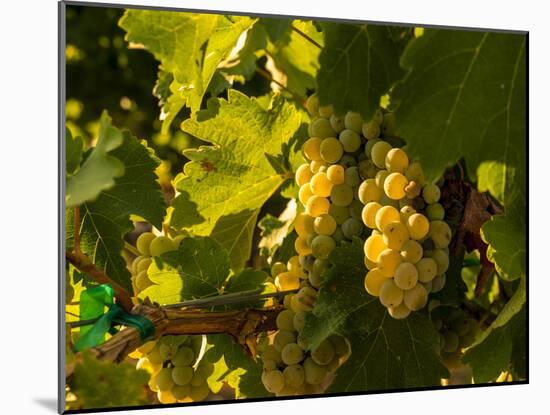 Washington State, Yakima Valley. Sauvignon Blanc Grapes-Richard Duval-Mounted Photographic Print