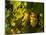 Washington State, Yakima Valley. Sauvignon Blanc Grapes-Richard Duval-Mounted Photographic Print