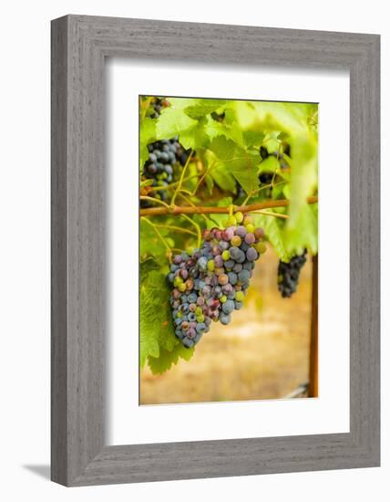 Washington State, Yakima Valley. Syrah Grapes in a Vineyard-Richard Duval-Framed Photographic Print