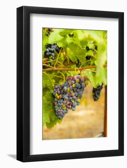 Washington State, Yakima Valley. Syrah Grapes in a Vineyard-Richard Duval-Framed Photographic Print