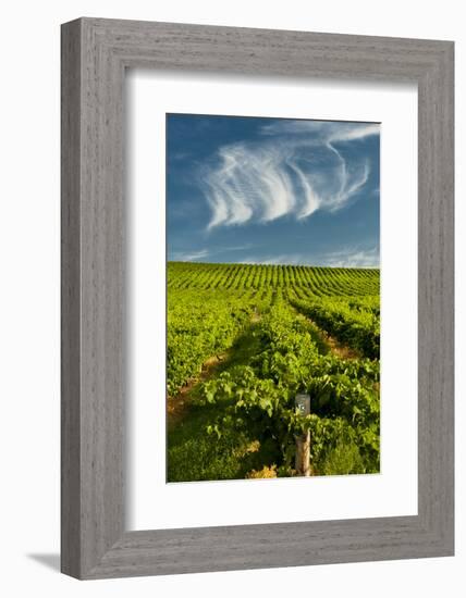 Washington State, Yakima Valley. Vineyard Just to the North of Sunnyside-Richard Duval-Framed Photographic Print