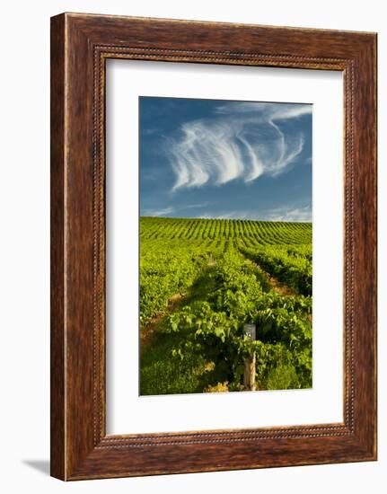 Washington State, Yakima Valley. Vineyard Just to the North of Sunnyside-Richard Duval-Framed Photographic Print