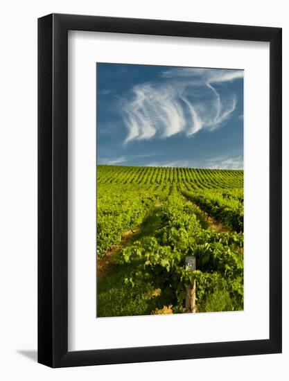 Washington State, Yakima Valley. Vineyard Just to the North of Sunnyside-Richard Duval-Framed Photographic Print