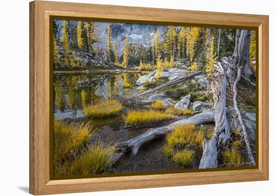 Washington, Subalpine Larch at a Tarn Near Horseshoe Lake, Alpine Lakes Wilderness-Gary Luhm-Framed Premier Image Canvas