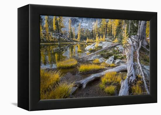 Washington, Subalpine Larch at a Tarn Near Horseshoe Lake, Alpine Lakes Wilderness-Gary Luhm-Framed Premier Image Canvas