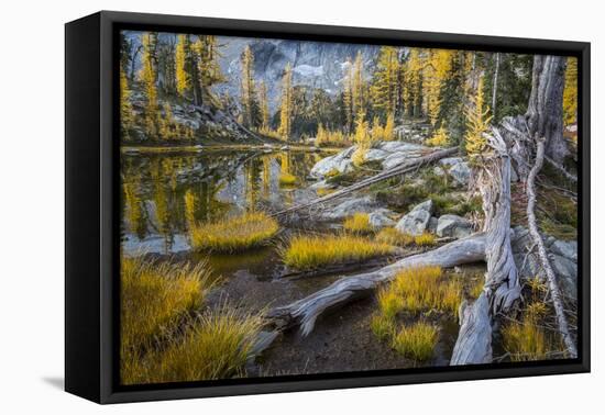 Washington, Subalpine Larch at a Tarn Near Horseshoe Lake, Alpine Lakes Wilderness-Gary Luhm-Framed Premier Image Canvas