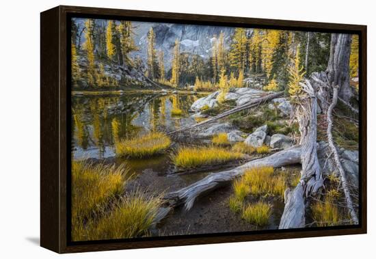 Washington, Subalpine Larch at a Tarn Near Horseshoe Lake, Alpine Lakes Wilderness-Gary Luhm-Framed Premier Image Canvas