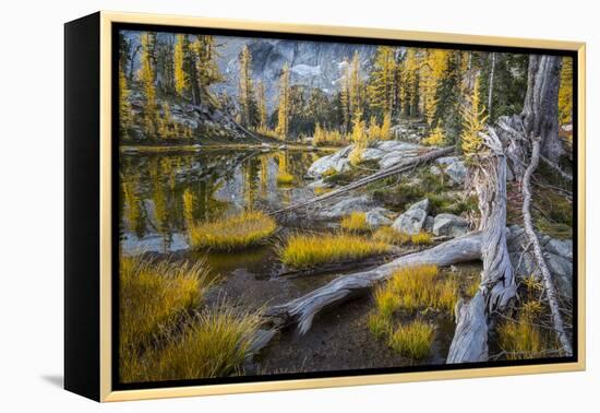 Washington, Subalpine Larch at a Tarn Near Horseshoe Lake, Alpine Lakes Wilderness-Gary Luhm-Framed Premier Image Canvas