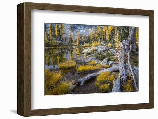 Washington, Subalpine Larch at a Tarn Near Horseshoe Lake, Alpine Lakes Wilderness-Gary Luhm-Framed Photographic Print