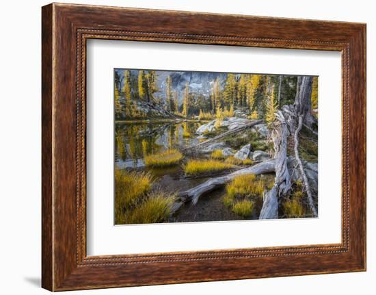 Washington, Subalpine Larch at a Tarn Near Horseshoe Lake, Alpine Lakes Wilderness-Gary Luhm-Framed Photographic Print