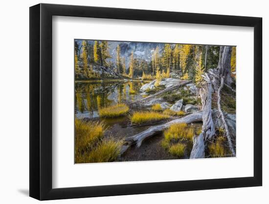 Washington, Subalpine Larch at a Tarn Near Horseshoe Lake, Alpine Lakes Wilderness-Gary Luhm-Framed Photographic Print