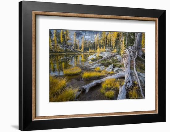 Washington, Subalpine Larch at a Tarn Near Horseshoe Lake, Alpine Lakes Wilderness-Gary Luhm-Framed Photographic Print