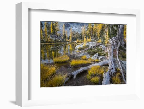 Washington, Subalpine Larch at a Tarn Near Horseshoe Lake, Alpine Lakes Wilderness-Gary Luhm-Framed Photographic Print