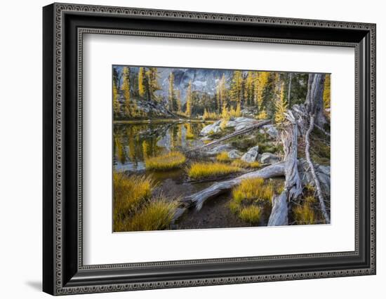 Washington, Subalpine Larch at a Tarn Near Horseshoe Lake, Alpine Lakes Wilderness-Gary Luhm-Framed Photographic Print