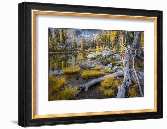 Washington, Subalpine Larch at a Tarn Near Horseshoe Lake, Alpine Lakes Wilderness-Gary Luhm-Framed Photographic Print