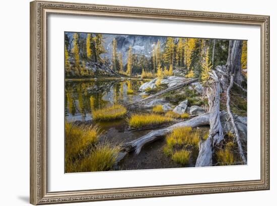 Washington, Subalpine Larch at a Tarn Near Horseshoe Lake, Alpine Lakes Wilderness-Gary Luhm-Framed Photographic Print