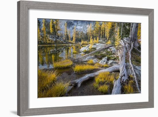 Washington, Subalpine Larch at a Tarn Near Horseshoe Lake, Alpine Lakes Wilderness-Gary Luhm-Framed Photographic Print