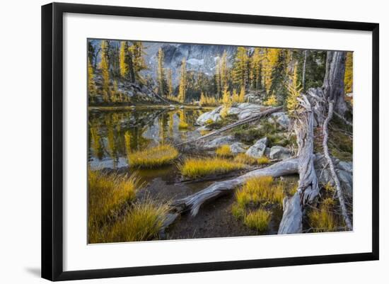 Washington, Subalpine Larch at a Tarn Near Horseshoe Lake, Alpine Lakes Wilderness-Gary Luhm-Framed Photographic Print