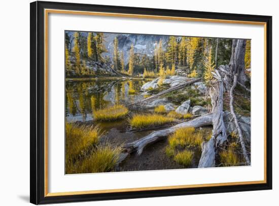 Washington, Subalpine Larch at a Tarn Near Horseshoe Lake, Alpine Lakes Wilderness-Gary Luhm-Framed Photographic Print