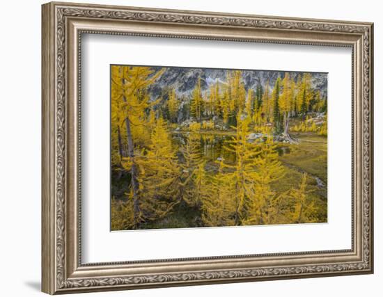 Washington, Subalpine Larch at a Tarn Near Horseshoe Lake, Alpine Lakes Wilderness-Gary Luhm-Framed Photographic Print