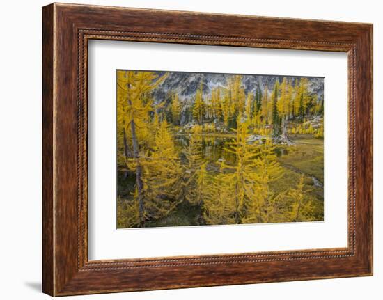 Washington, Subalpine Larch at a Tarn Near Horseshoe Lake, Alpine Lakes Wilderness-Gary Luhm-Framed Photographic Print