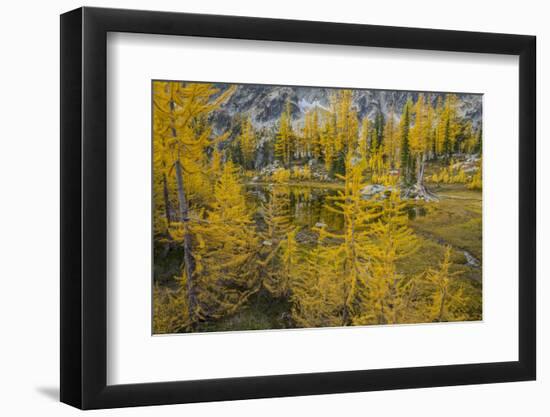 Washington, Subalpine Larch at a Tarn Near Horseshoe Lake, Alpine Lakes Wilderness-Gary Luhm-Framed Photographic Print