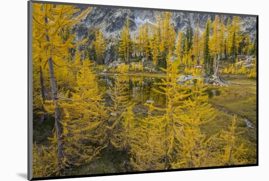 Washington, Subalpine Larch at a Tarn Near Horseshoe Lake, Alpine Lakes Wilderness-Gary Luhm-Mounted Photographic Print